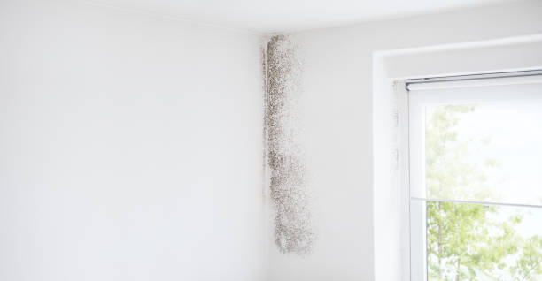 Biohazard Mold Removal in Wescosville, PA