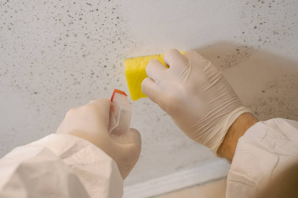 Best Commercial Mold Inspection  in Wescosville, PA