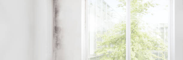 Best Mold Odor Removal Services  in Wescosville, PA