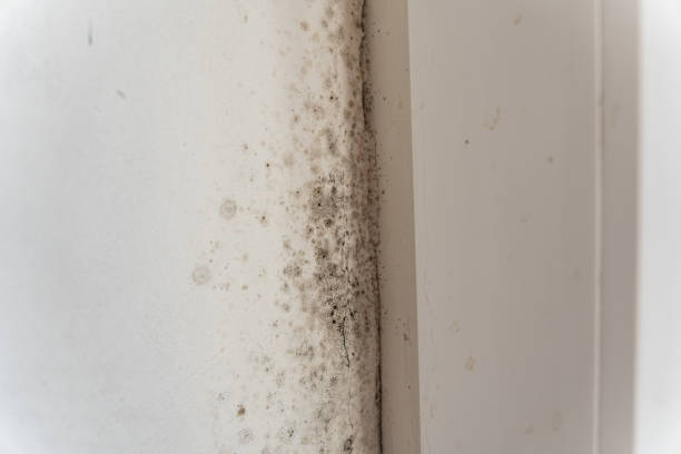 Best Water Damage & Mold Remediation  in Wescosville, PA