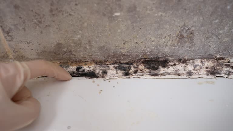 Reliable Wescosville, PA Mold Removal Solutions