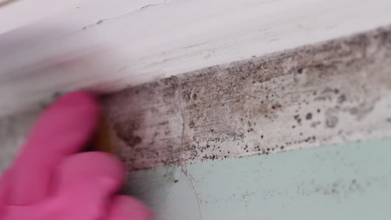 Best Comprehensive Air Testing for Mold Contaminants  in Wescosville, PA